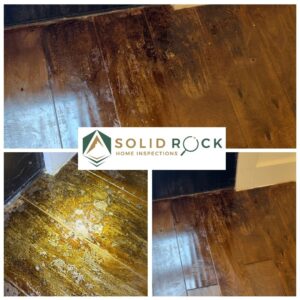 Termite damage discovered during a home inspection in Central Texas, showing staining and deterioration of hardwood flooring near an exterior door.